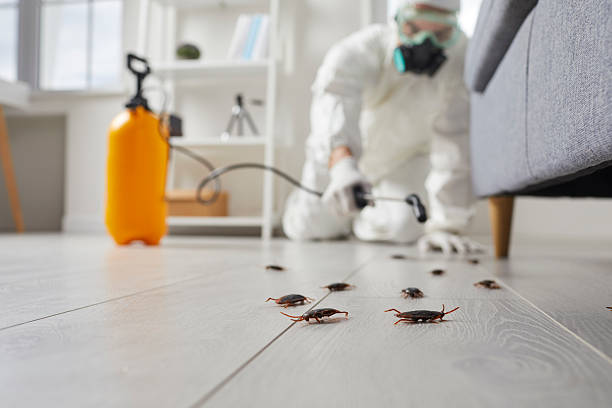 Post-Treatment Bed Bug Interceptor Monitoring in Dooms